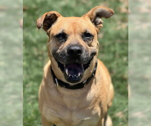 Amber - Female Boxer-Unknown Mix Dog for Adoption - Photo #6