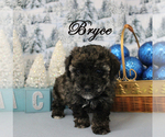 Small Photo #7 Poodle (Toy) Puppy For Sale in CHANUTE, KS, USA