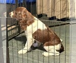 Puppy Thor English Springer Spaniel