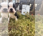 Small #7 Boston Terrier