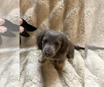 Small #3 Dachshund