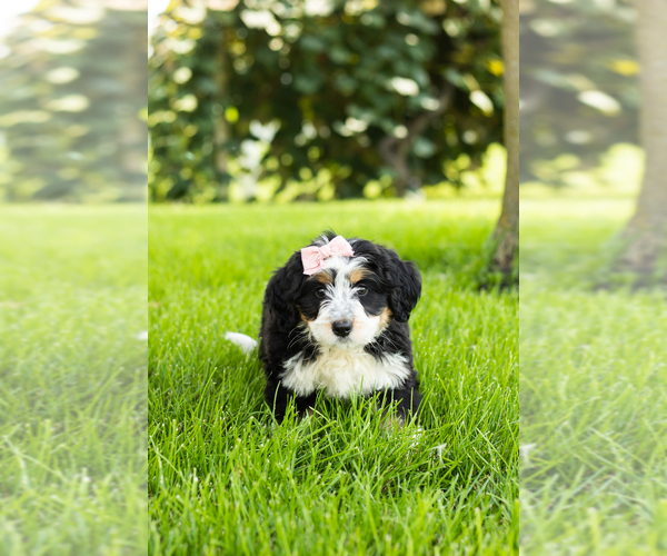 Medium Photo #13 Bernedoodle (Miniature) Puppy For Sale in SHIPSHEWANA, IN, USA