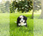 Small #12 Bernedoodle (Miniature)