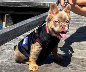 Mother of the French Bulldog puppies born on 05/04/2025