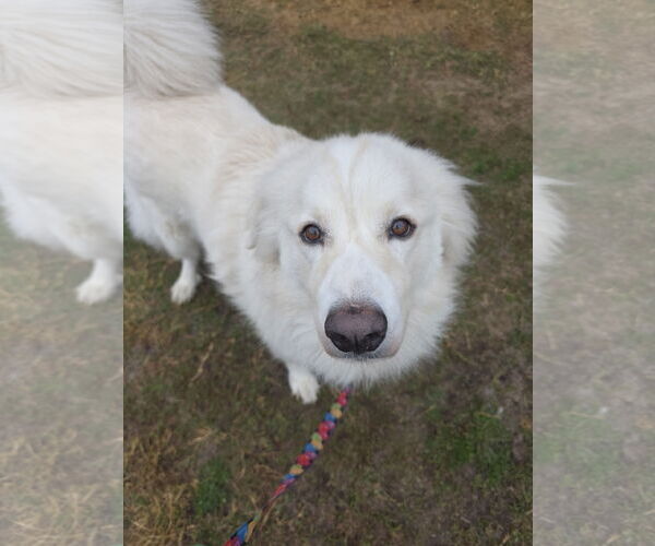 Medium Photo #2 Chow Chow-Great Pyrenees Mix Puppy For Sale in Houston, TX, USA
