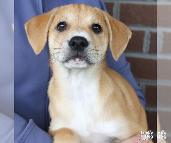 Medium Photo #1 Mutt Puppy For Sale in Washington, DC, USA