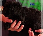 Small #5 Schnauzer (Miniature)