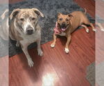 Small #7 American Staffordshire Terrier-Basset Hound Mix