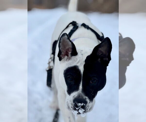 Medium Photo #17 Mutt Puppy For Sale in Gloversville, NY, USA