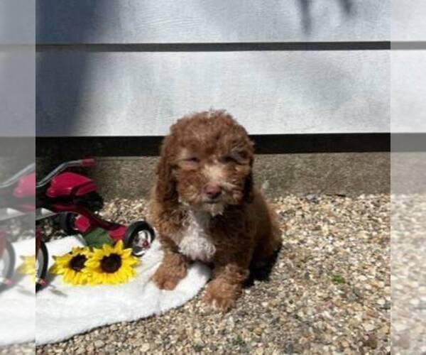 Medium Photo #2 Cavapoo Puppy For Sale in ARTHUR, IL, USA