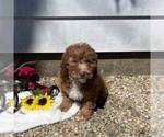 Small #1 Cavapoo