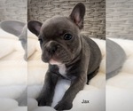 Small Photo #9 French Bulldog Puppy For Sale in HUDSONVILLE, MI, USA