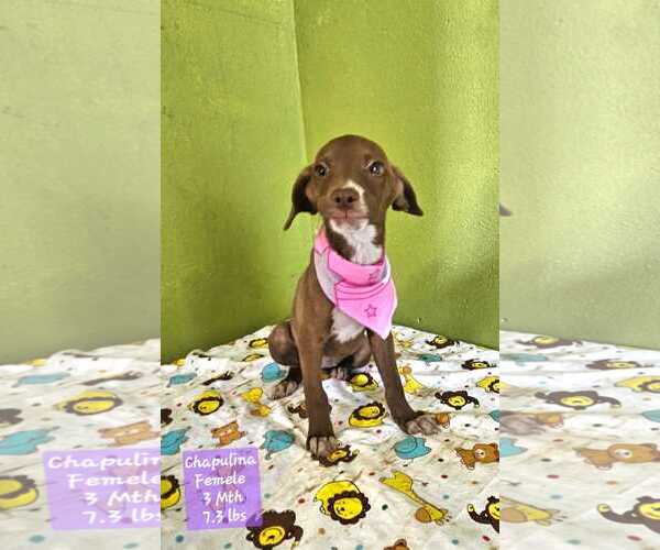 Medium Photo #2 - Mix Puppy For Sale in NYC, NY, USA