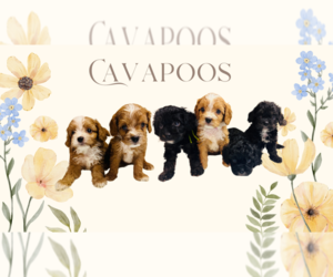 Cavapoo Puppy for sale in BOGATA, TX, USA
