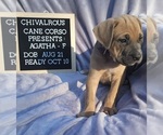 Small Photo #8 Cane Corso Puppy For Sale in MINERAL WELLS, WV, USA