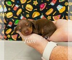 Small #2 Dachshund