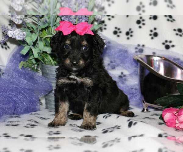 Medium Photo #3 F2 Aussiedoodle Puppy For Sale in LIBERAL, MO, USA