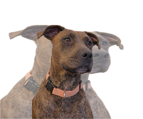 Medium Photo #4 American Pit Bull Terrier-American Staffordshire Terrier Mix Puppy For Sale in Cary, NC, USA