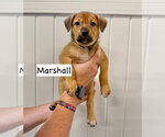 Small Mutt