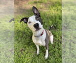 Small #1 American Pit Bull Terrier Mix