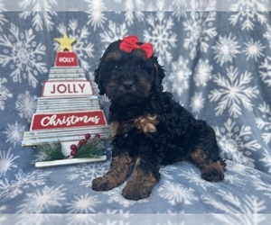 Cock-A-Poo Puppy for sale in LAKELAND, FL, USA