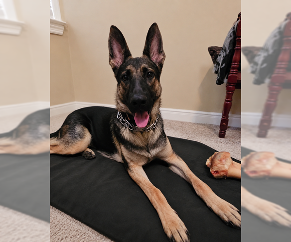 Medium Photo #3 German Shepherd Dog Puppy For Sale in New Hill, NC, USA