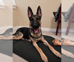 Small #2 German Shepherd Dog