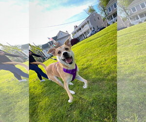 Labrador Retriever-Unknown Mix Dogs for adoption in Oakhurst, NJ, USA