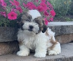Small #4 Shih Tzu