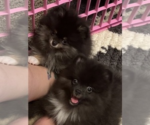 Pomeranian Puppy for sale in BUCKEYE, AZ, USA