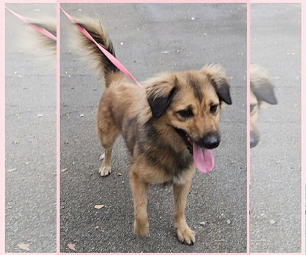 Medium Photo #1 Retriever -Unknown Mix Puppy For Sale in Virginia Beach, VA, USA