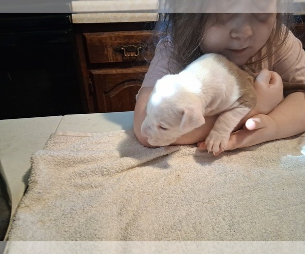 Medium Photo #15 American Pit Bull Terrier Puppy For Sale in DANNEBROG, NE, USA