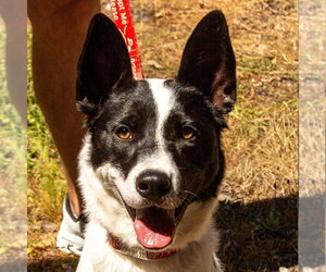 Thea - Female Border Collie-Unknown Mix Dog for Adoption - Photo #28
