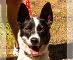 Small #27 Border Collie Mix