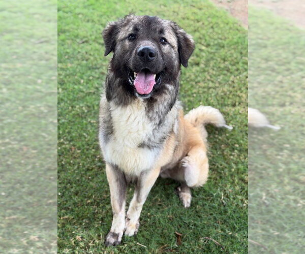 Medium Photo #2 Anatolian Pyrenees Puppy For Sale in Canton, CT, USA