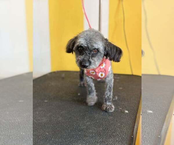 Medium Photo #2 Poodle (Standard)-Unknown Mix Puppy For Sale in Visalia, CA, USA