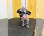 Small #1 Poodle (Standard) Mix