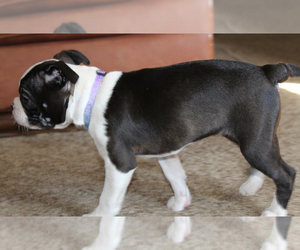 Boston Terrier Puppy for sale in BROOKSVILLE, FL, USA