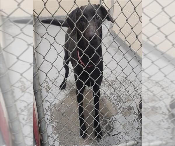 Medium Photo #1 Labrador Retriever-Unknown Mix Puppy For Sale in Anchorage, AK, USA