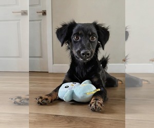 Colonial Cocker Spaniel Dogs for adoption in Menifee, CA, USA