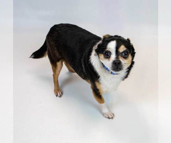 Medium Photo #5 Chihuahua Puppy For Sale in Kennesaw, GA, USA