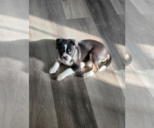 Boston Terrier Dogs for adoption in SANFORD, ME, USA