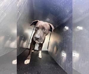 American Staffordshire Terrier Dogs for adoption in San Antonio, TX, USA