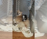 Small Photo #27 Pomeranian Puppy For Sale in DINWIDDIE, VA, USA