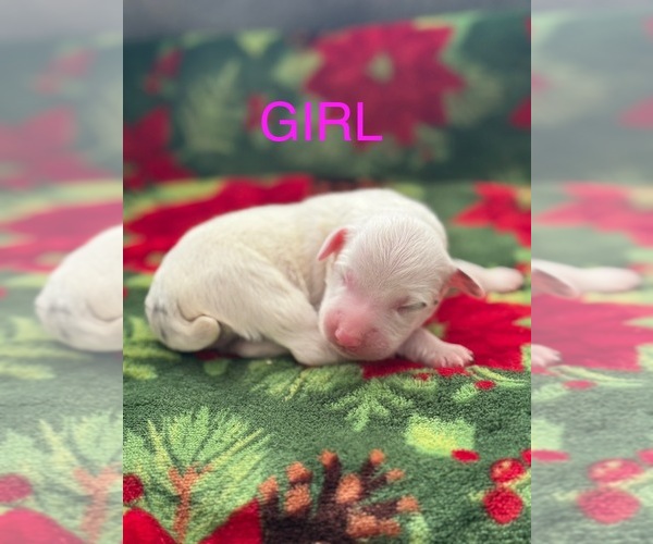 Medium Photo #4 Australian Shepherd Puppy For Sale in MIDDLESEX, NC, USA