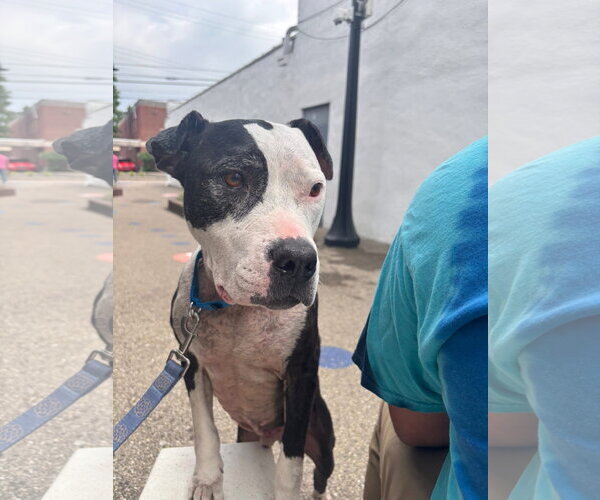 Medium Photo #6 American Pit Bull Terrier-Unknown Mix Puppy For Sale in Germantown, OH, USA