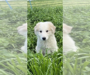 Great Pyrenees Puppy for Sale in CANOGA, New York USA