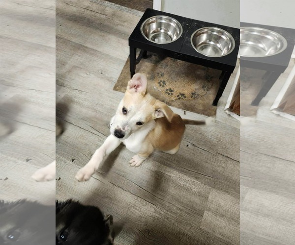 Medium Photo #1 Mutt Puppy For Sale in Holly Springs, NC, USA