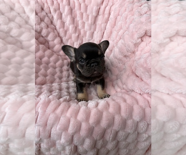 Medium Photo #1 French Bulldog Puppy For Sale in COLLEGE STATION, TX, USA
