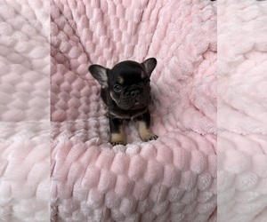 French Bulldog Puppy for sale in COLLEGE STATION, TX, USA